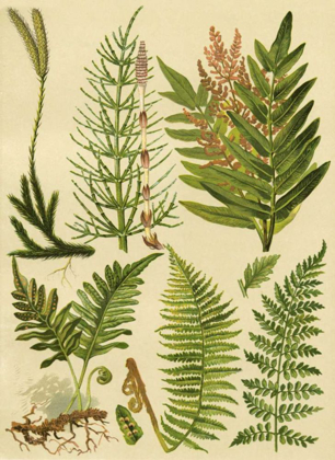 Picture of FERN COLLECTION II