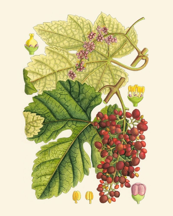 Picture of CRIMSON BERRIES III