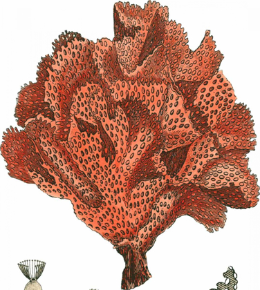 Picture of RED CORAL IV