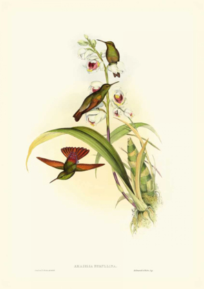 Picture of GOULD HUMMINGBIRD II