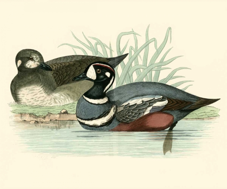 Picture of MORRIS DUCKS IV