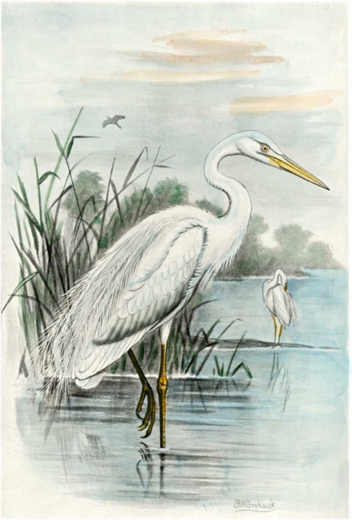 Picture of OVERSIZE WHITE HERON