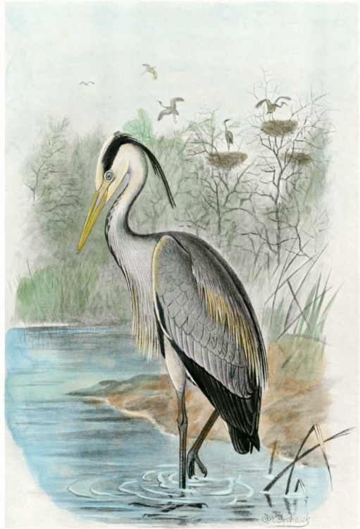 Picture of OVERSIZE COMMON HERON