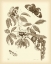 Picture of NATURE STUDY IN SEPIA II