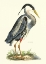 Picture of GREAT BLUE HERON