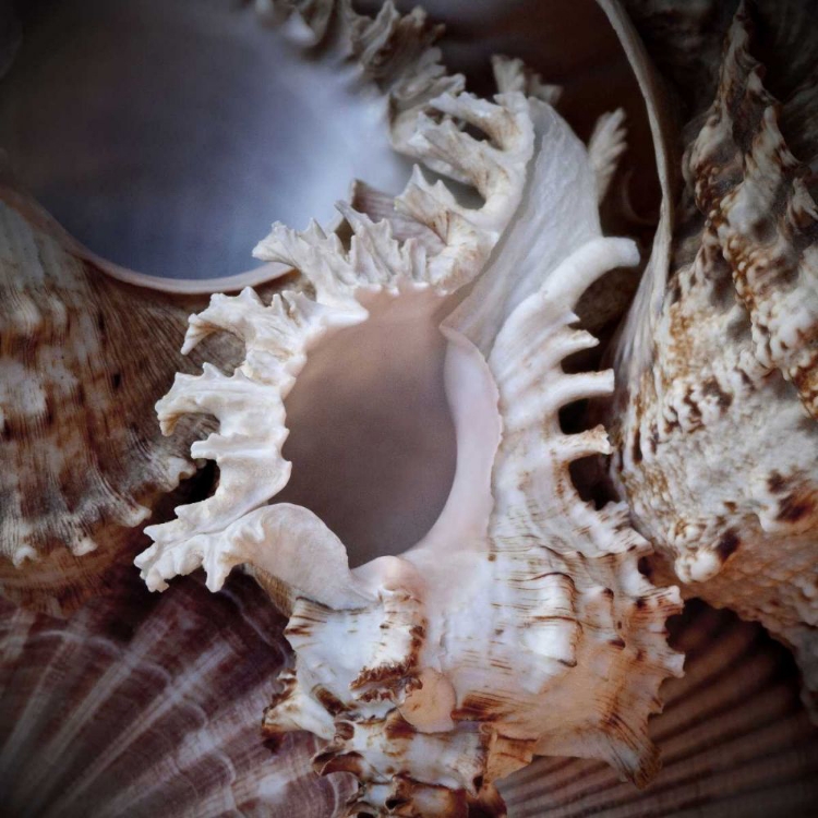 Picture of MACRO SHELLS II