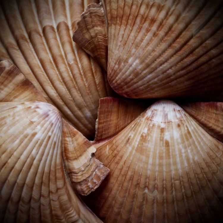 Picture of MACRO SHELLS VI