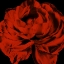 Picture of RED RANUNCULUS