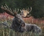 Picture of RECUMBENT MOOSE