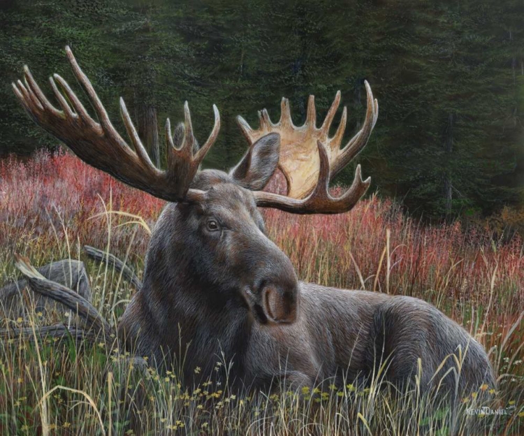 Picture of RECUMBENT MOOSE