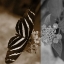 Picture of BUTTERFLY STUDY IV