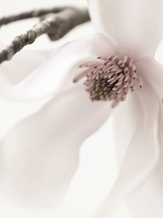 Picture of MAGNOLIA BLUSH I