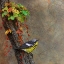 Picture of MAGNOLIA WARBLER