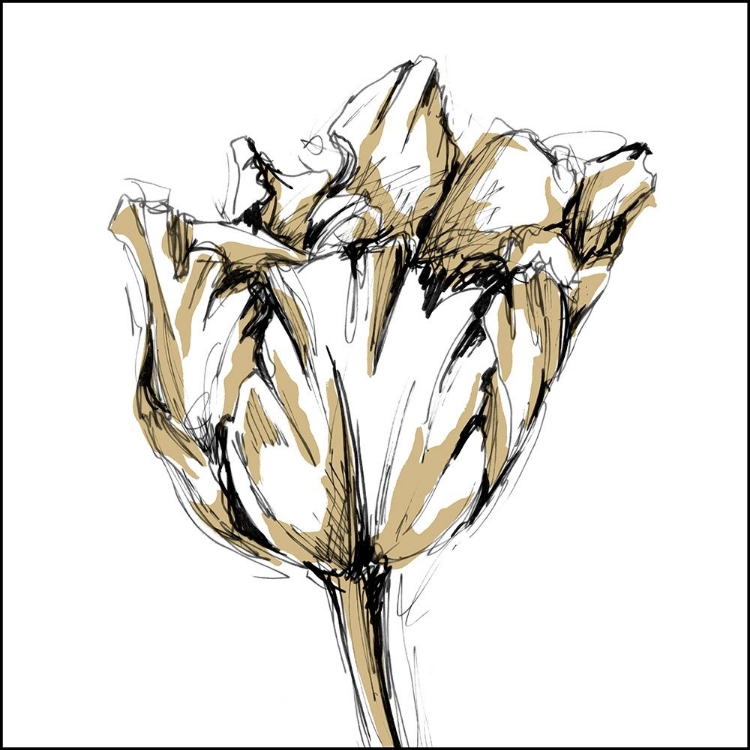 Picture of TULIP SKETCH I