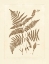 Picture of SEPIA FERNS I