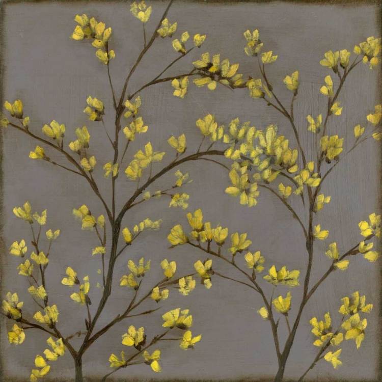 Picture of FORSYTHIA II