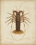 Picture of CRUSTACEANS II