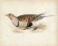 Picture of MORRIS PHEASANTS V