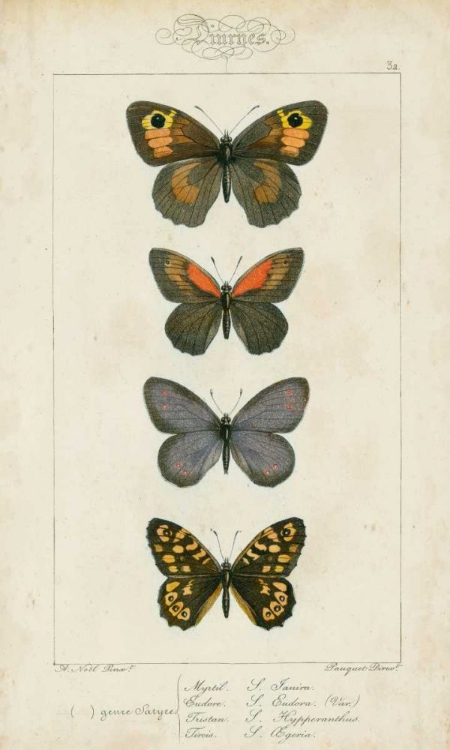 Picture of PAUQUET BUTTERFLIES V