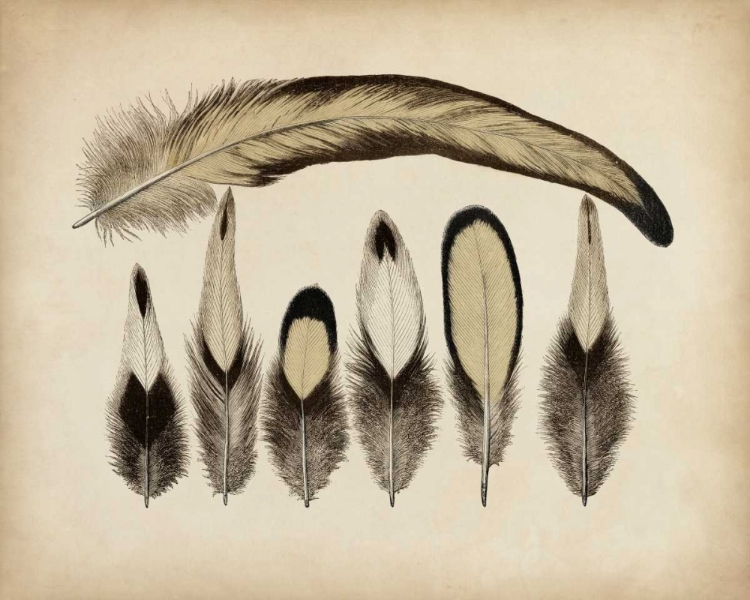 Picture of VINTAGE FEATHERS VII
