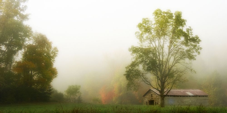 Picture of FOG AT THE FARM