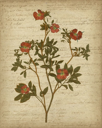 Picture of ROMANTIC PRESSED FLOWERS I