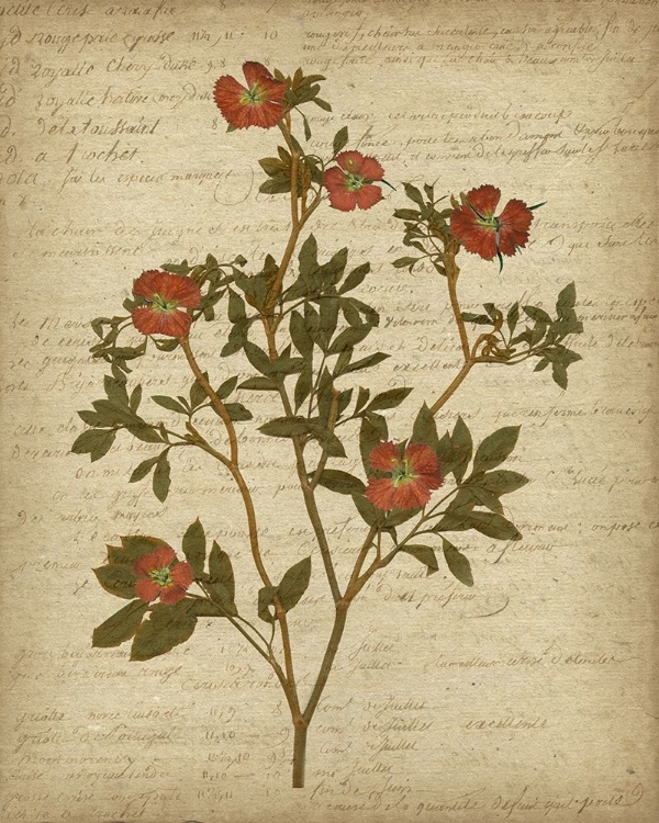 Picture of ROMANTIC PRESSED FLOWERS I