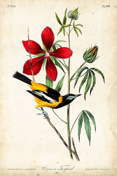 Picture of AUDUBON BIRD AND BOTANICAL I