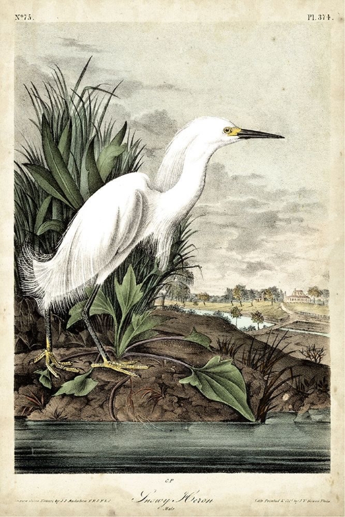 Picture of SNOWY HERON