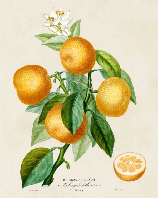 Picture of FRENCH ORANGE BOTANICAL III