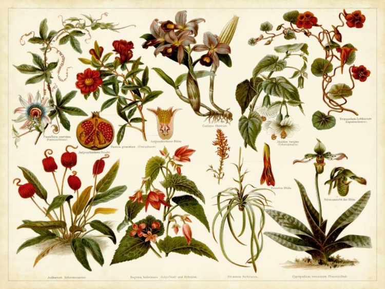 Picture of TROPICAL BOTANY CHART II