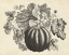 Picture of SEPIA SQUASH I