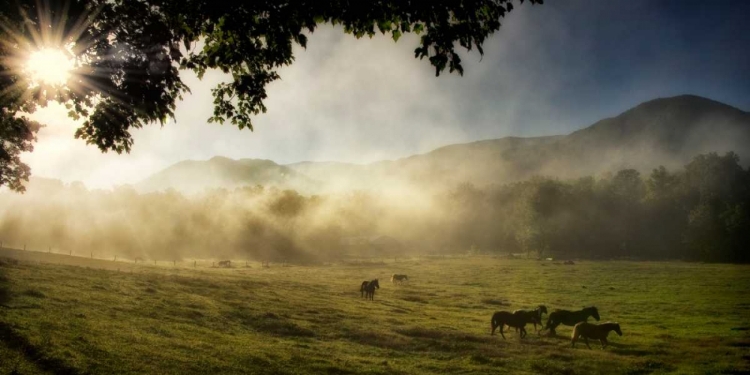 Picture of RUNNING IN THE MIST