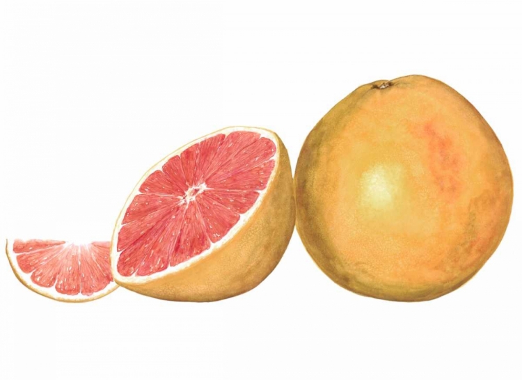 Picture of WATERCOLOR GRAPEFRUIT