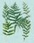 Picture of SPA FERNS I