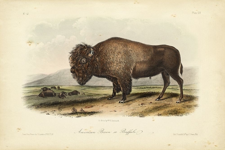 Picture of AMERICAN BISON