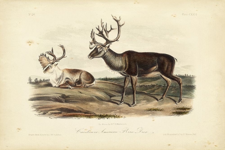 Picture of CARIBOU