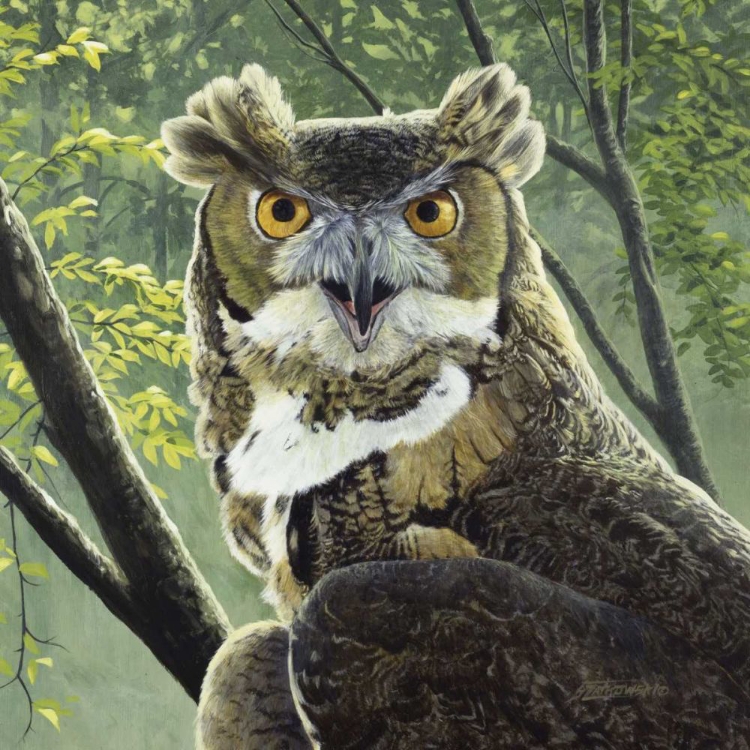 Picture of GREAT HORNED OWL