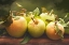 Picture of JILLS GREEN APPLES II