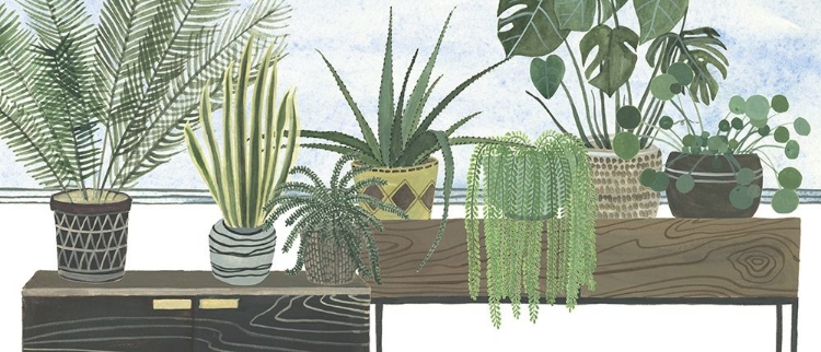 Picture of MES PLANTES COLLECTION D