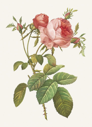 Picture of ROSA CENTRIFOLIA FOLIACEA