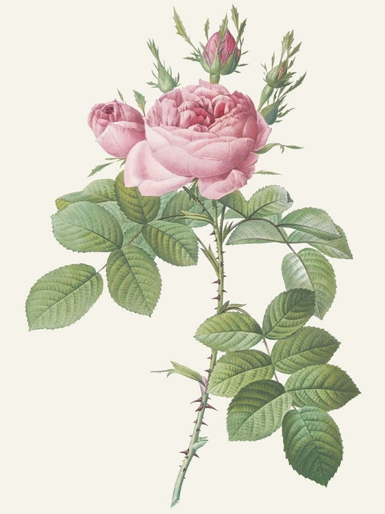 Picture of ROSA BIFERA OFFICINALIS