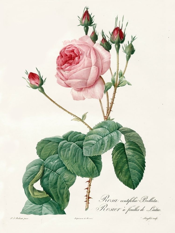 Picture of ROSA CENTRIFOLIA BULLATA