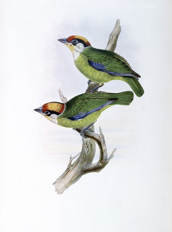 Picture of FRANKLINS BARBET