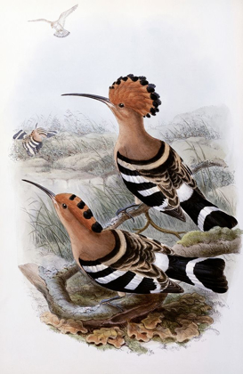 Picture of INDIAN HOOPOE