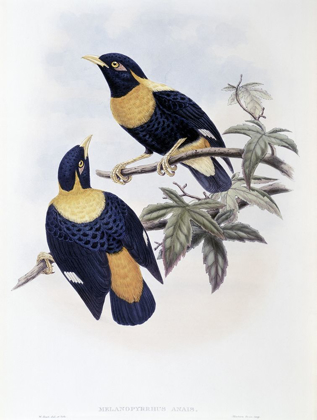 Picture of ORANGE-CRESTED STARLING