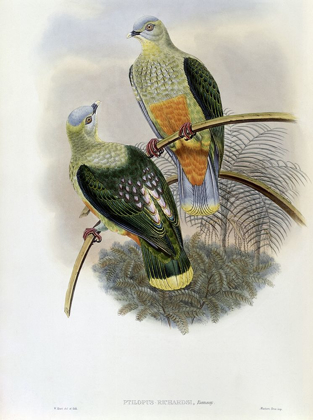 Picture of RICHARDS FRUIT-PIGEON