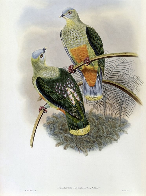 Picture of RICHARDS FRUIT-PIGEON