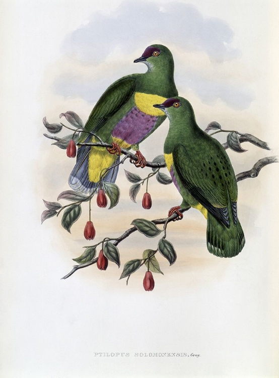 Picture of SOLOMON-ISLAND FRUIT-PIGEON