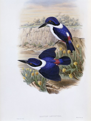 Picture of WHITE-BACKED KINGFISHER